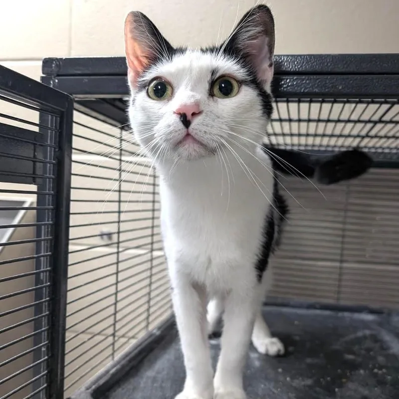 Kitt Katt thumbnail 4