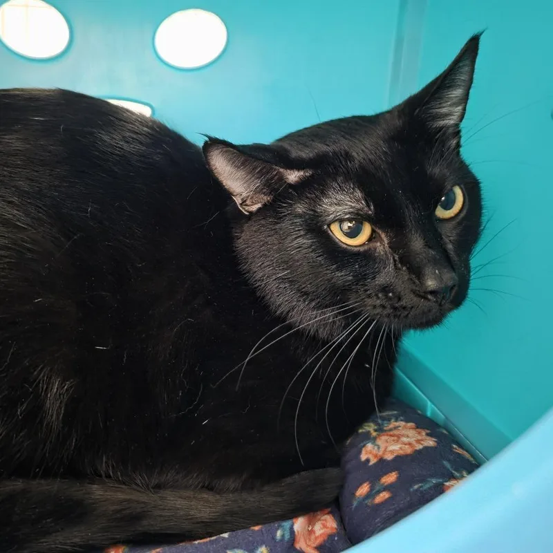 An adult large-sized male Black Domestic Short Hair cat named Heathrow for adoption in Oshkosh, WI