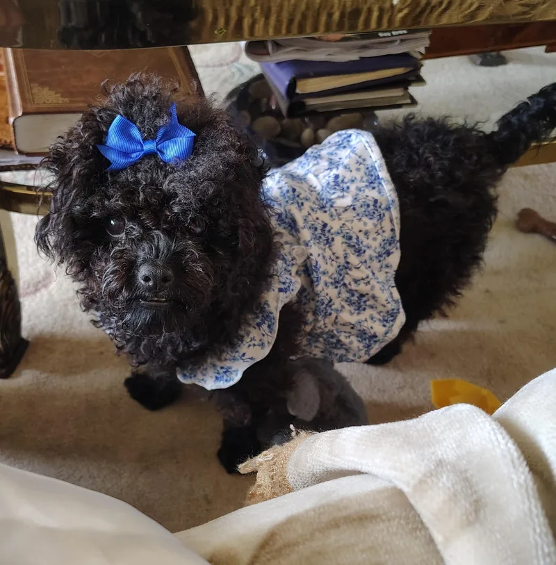An adult small-sized female Poodle (Toy) dog named Winnie for adoption in San Rafael, CA