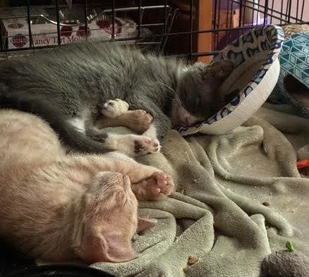 A baby medium-sized female Gray / Blue / Silver Domestic Short Hair cat named AshleyAshleigh for adoption in Greenville, DE