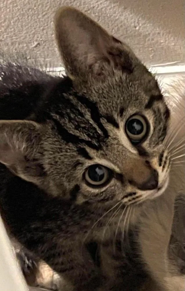 A baby small-sized female Brown / Chocolate Domestic Short Hair cat named Skeeter for adoption in Chicago, IL