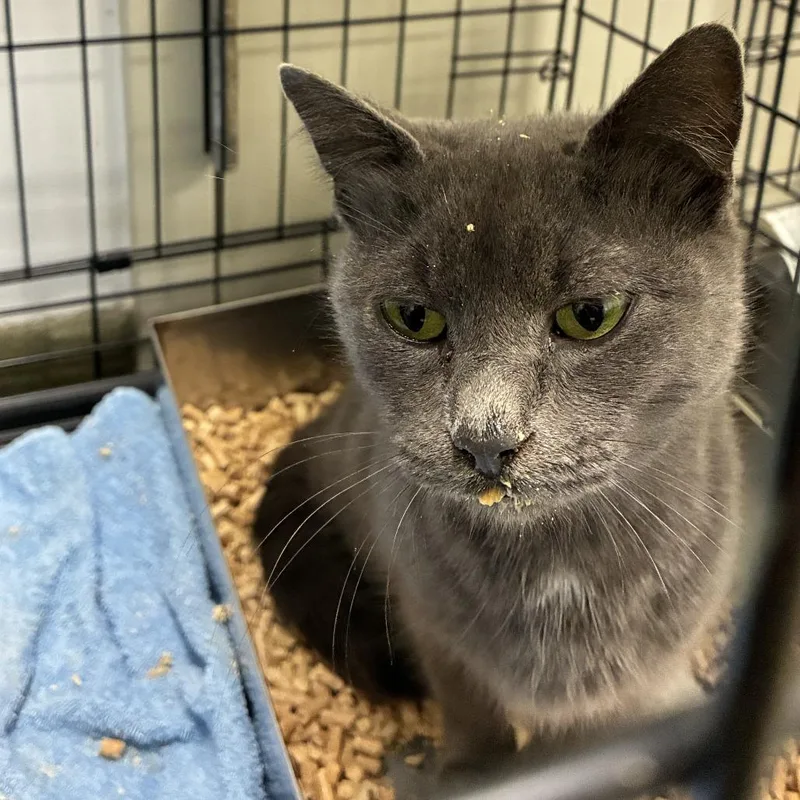 A young small-sized female Gray / Blue / Silver Domestic Short Hair cat named 72739 for adoption in Harrisonburg, VA