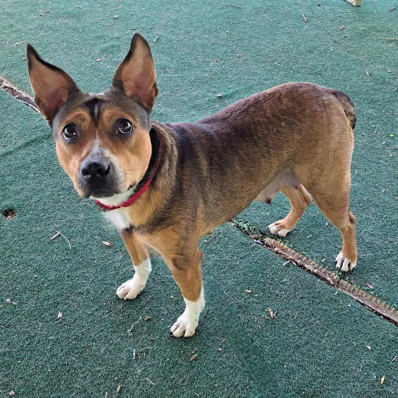 A young medium-sized female Terrier dog named Primrose for adoption in Bloomfield, CT