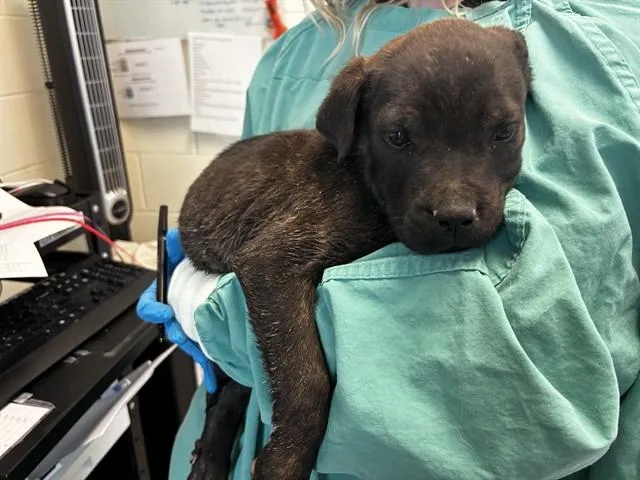 A baby small-sized male Pit Bull Terrier dog named Finn for adoption in Colorado Springs, CO