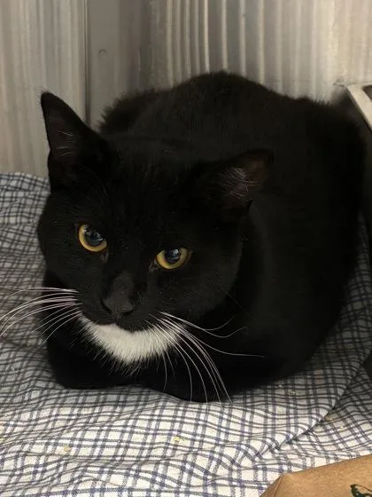 An adult small-sized male Domestic Short Hair cat named Tiny for adoption in West Chester, PA