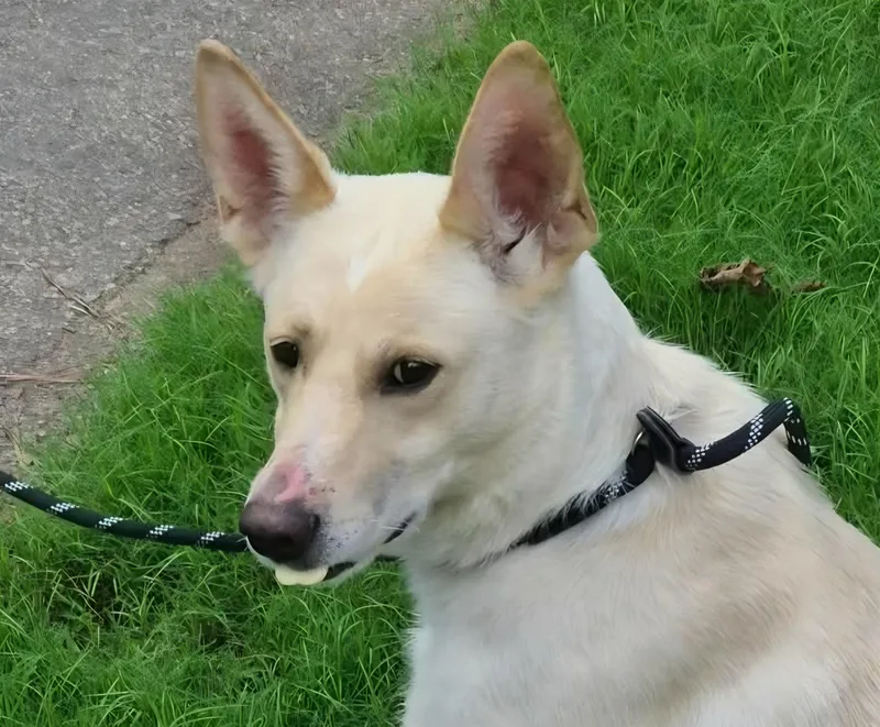 Nala thumbnail 2