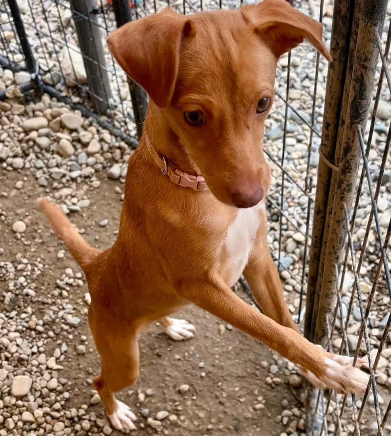 A baby small-sized female Yellow / Tan / Blond / Fawn Terrier dog named Sorrel for adoption in Sterling Heights, MI