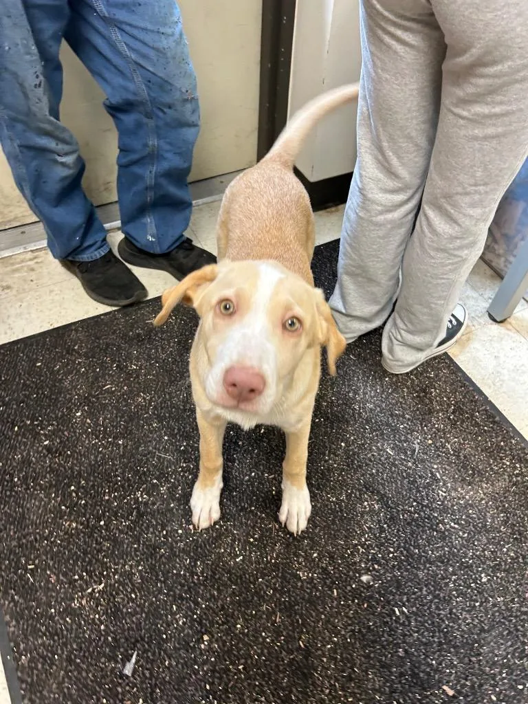 A baby medium-sized male Mixed Breed dog named Cooper for adoption in Mount Gilead, NC