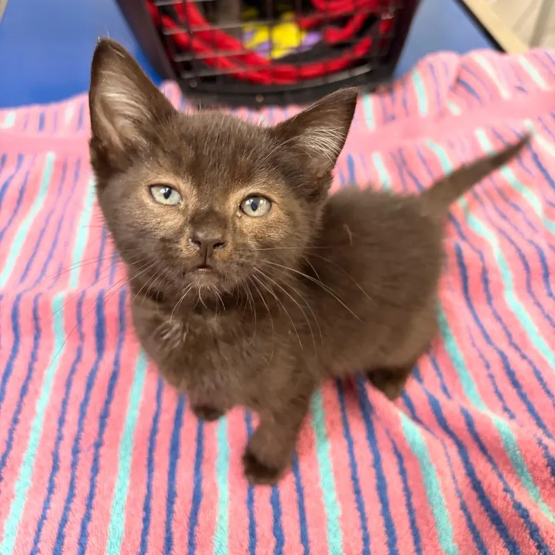 A baby small-sized female Domestic Short Hair cat named Mars for adoption in Spokane, WA
