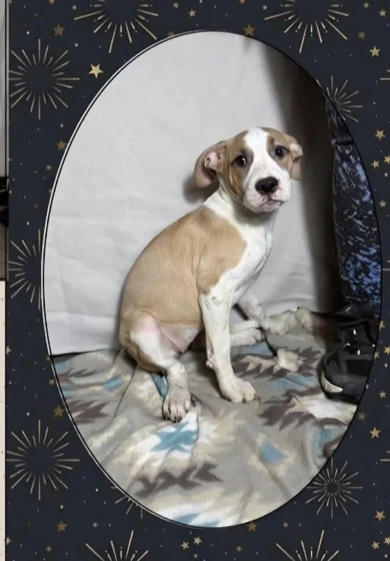 Floyd Dawgs : Juno