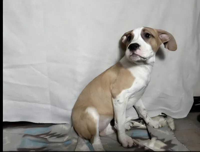 Floyd Dawgs : Juno thumbnail 2
