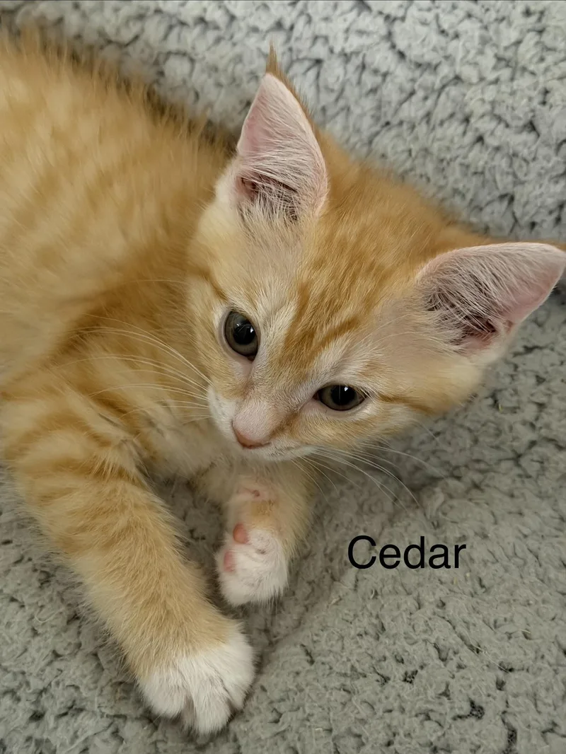 A baby medium-sized female Orange & White Domestic Short Hair cat named Cedar for adoption in Crossville, TN