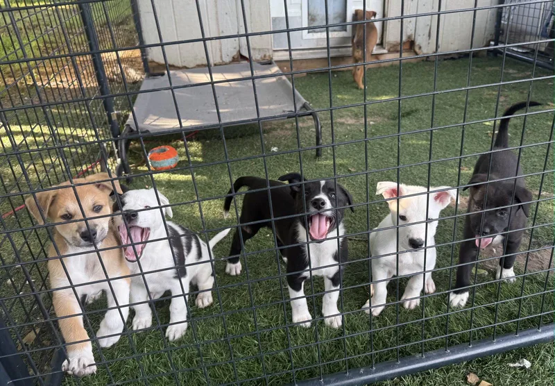 A baby medium-sized male Border Collie dog named Beau for adoption in Sebec, ME