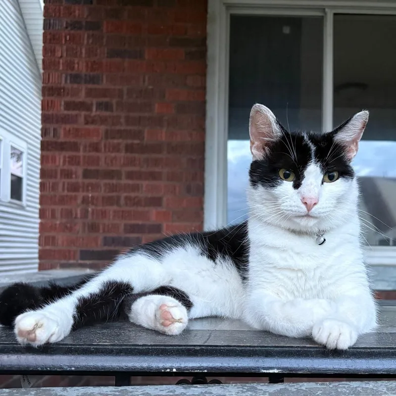 An adult medium-sized male Black & White / Tuxedo Domestic Short Hair cat named Gitty for adoption in Ona, WV