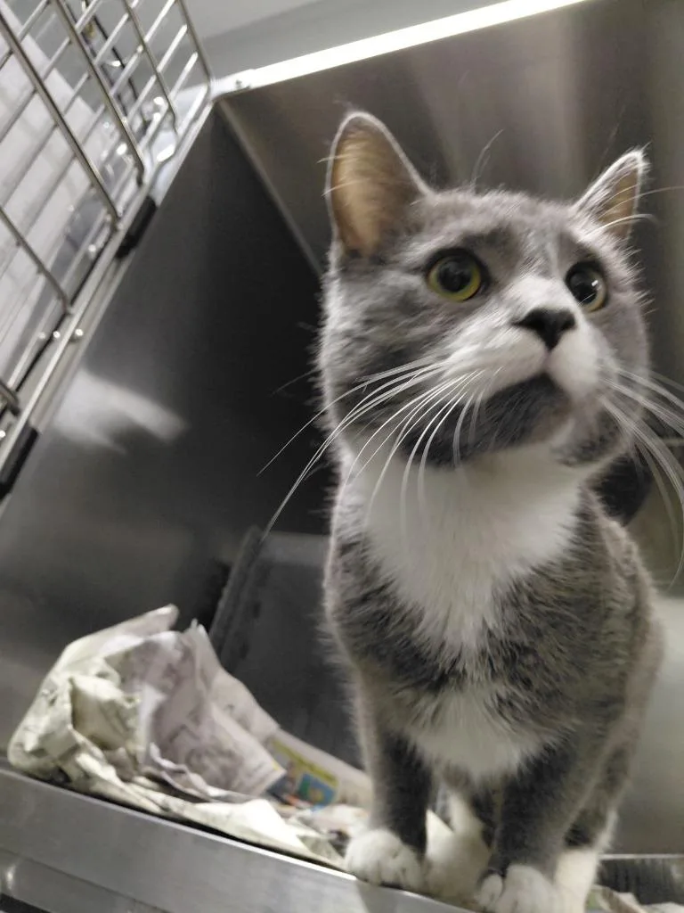 A young small-sized male Domestic Short Hair cat named Newton for adoption in Henderson, NC