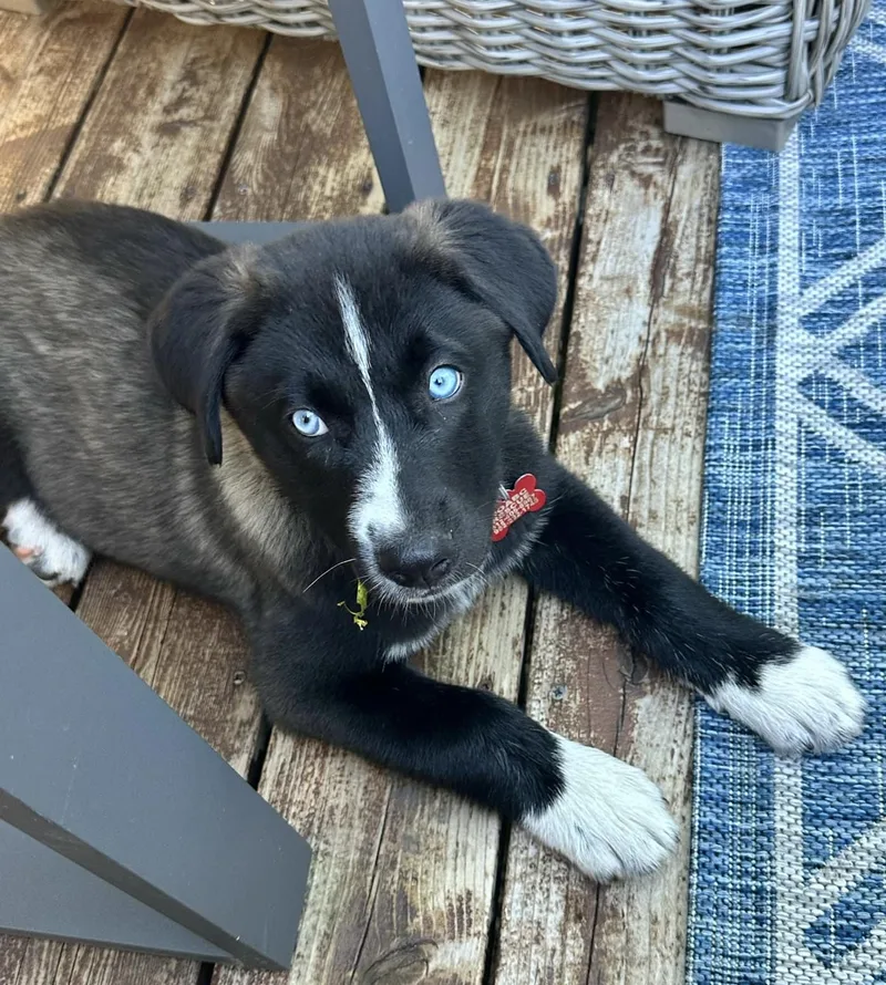 A baby medium-sized male Black Mixed Breed dog named Blizzard for adoption in Minnetrista, MN