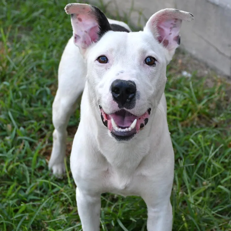 An adult medium-sized male Pit Bull Terrier dog named Sandman for adoption in Beaumont, TX