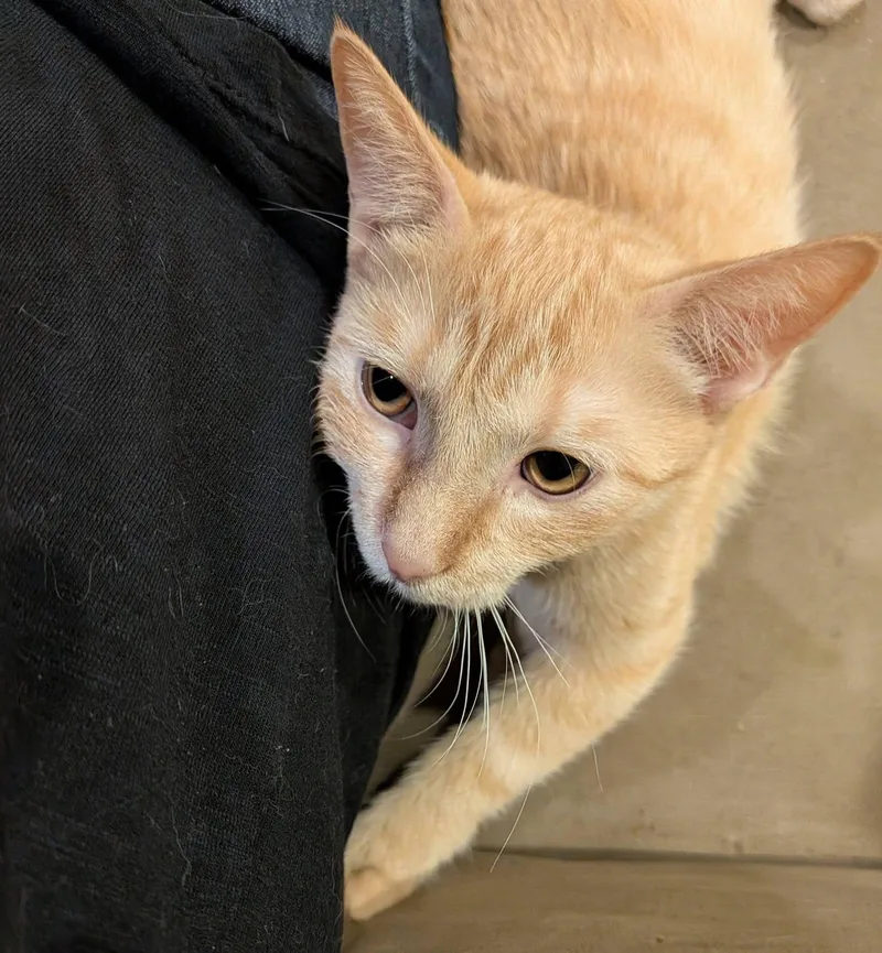 A baby medium-sized female Tabby (Orange / Red) Domestic Short Hair cat named Alani for adoption in Queen Creek, AZ