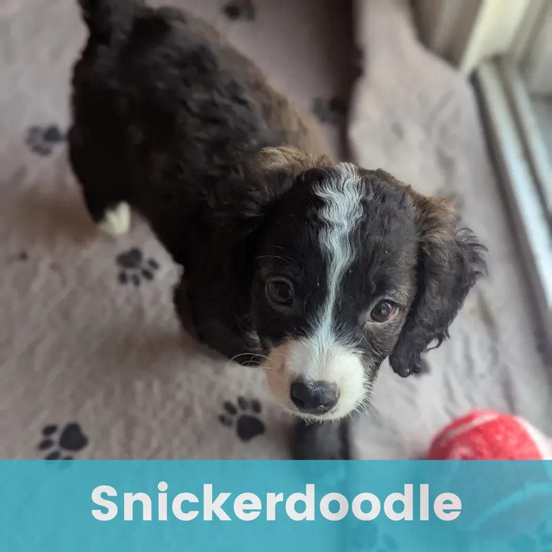Snickerdoodle