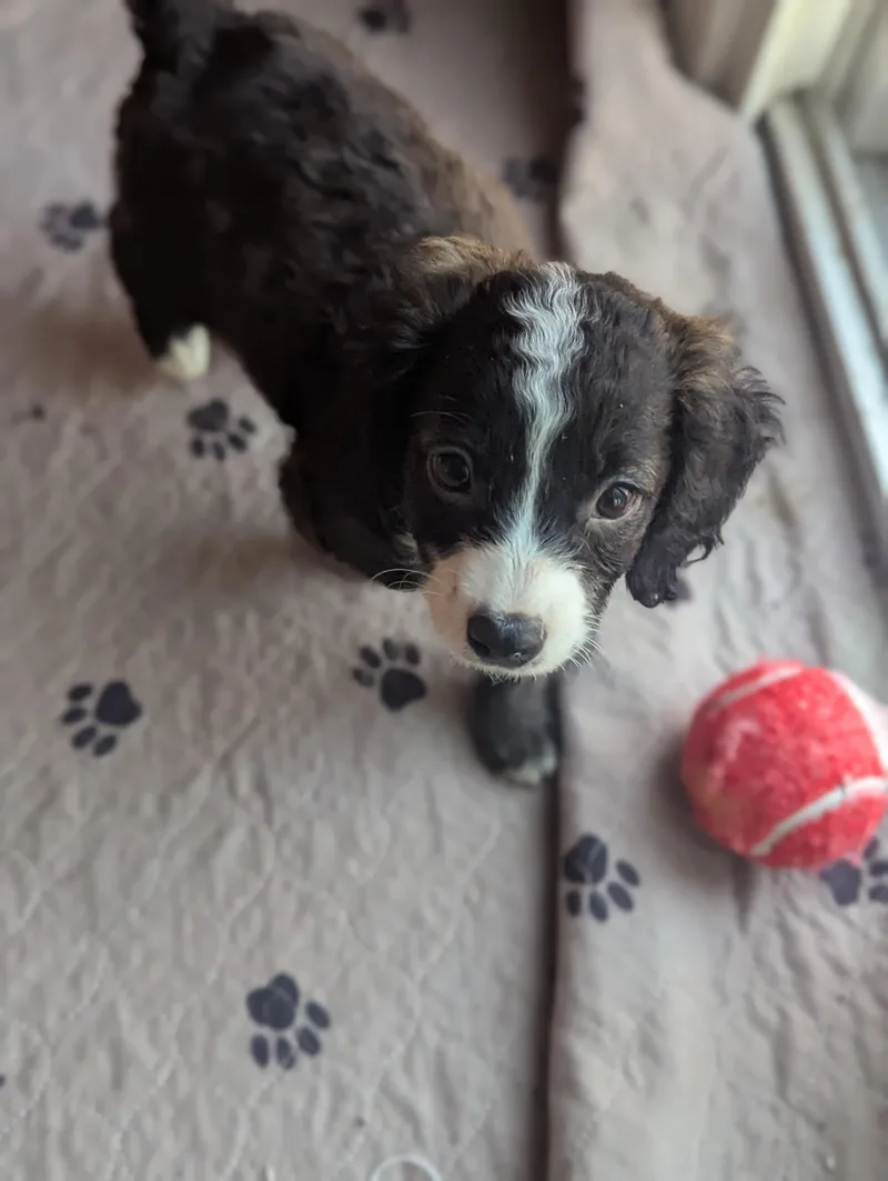 Snickerdoodle thumbnail 2