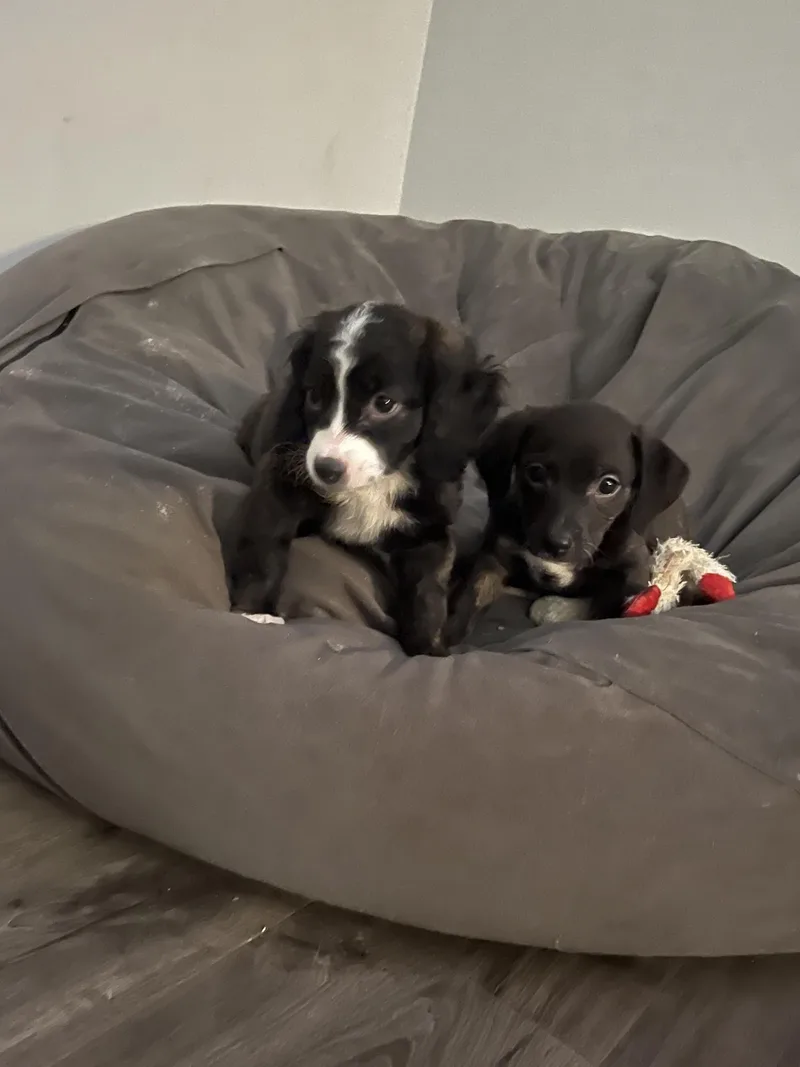 Snickerdoodle thumbnail 3