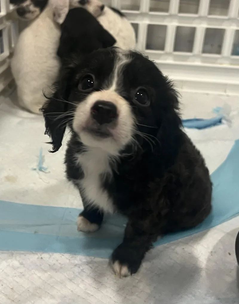 Snickerdoodle thumbnail 4