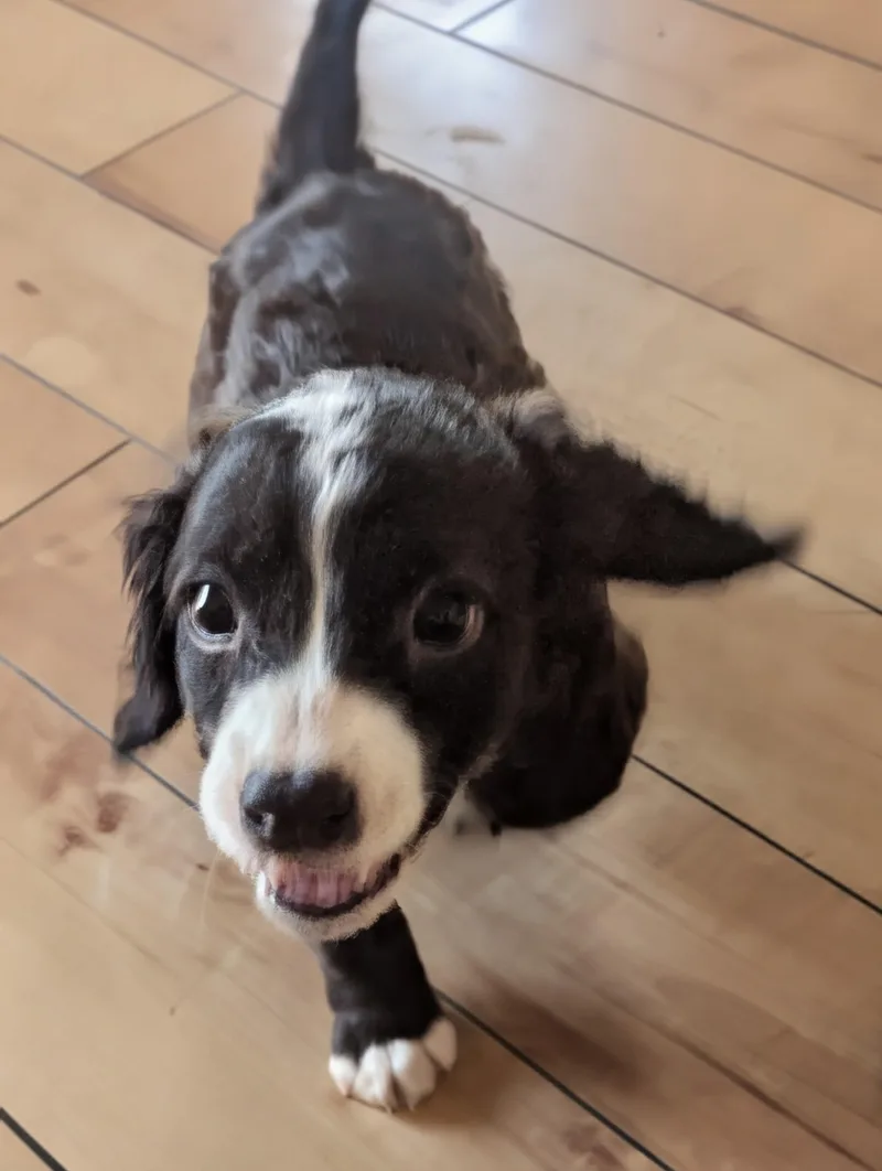 Snickerdoodle thumbnail 5