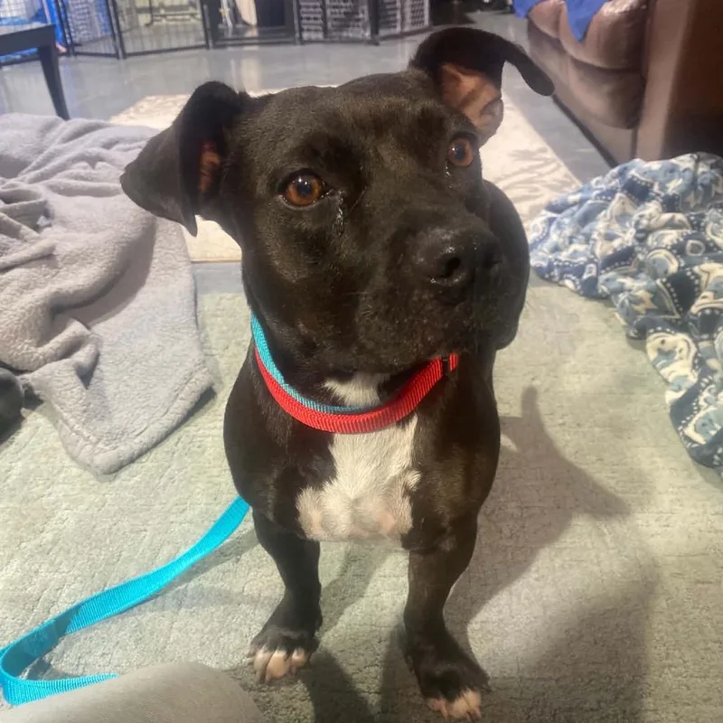 An adult medium-sized female Black Beagle dog named Gemma for adoption in Spring Hill, KS