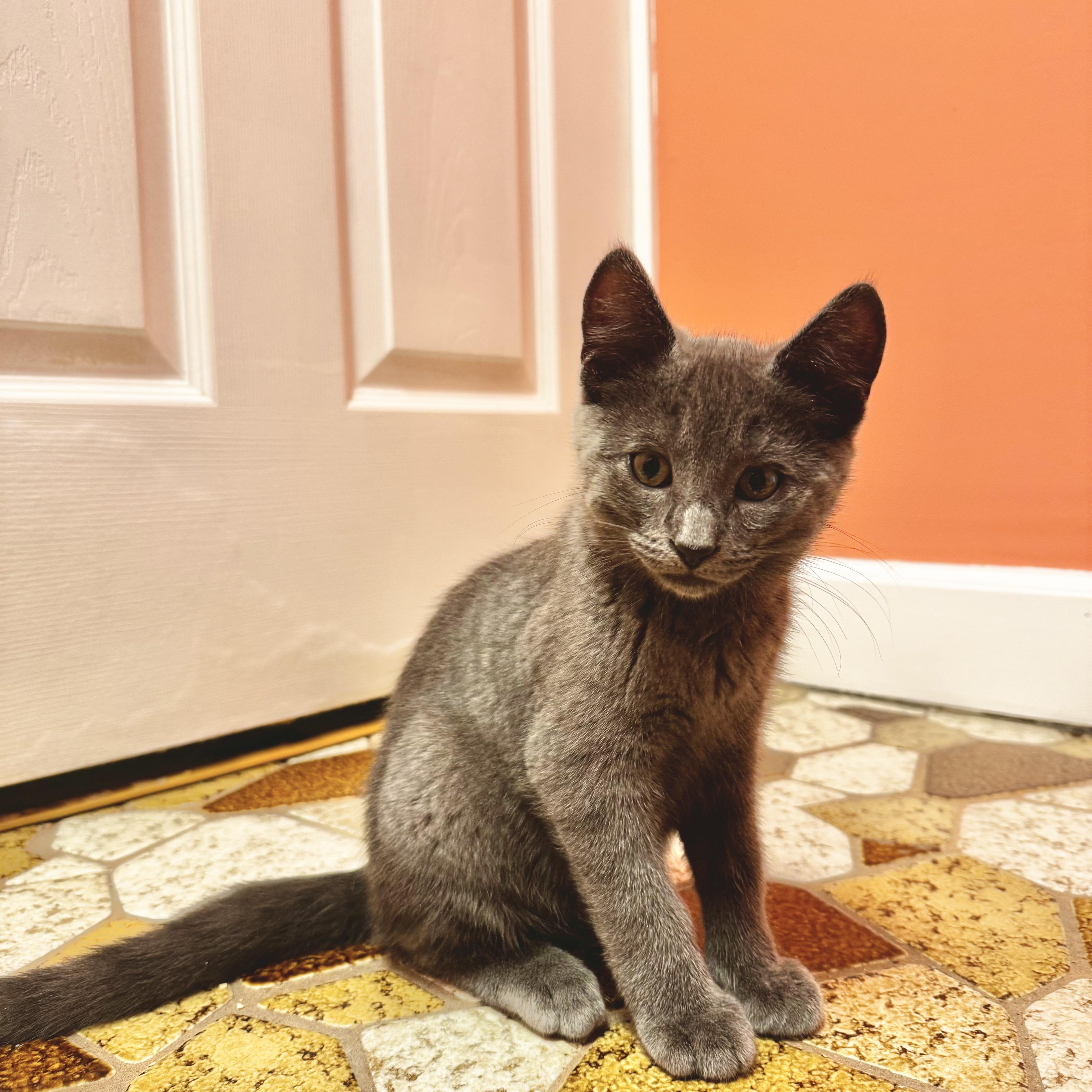 A baby medium-sized male Gray / Blue / Silver Domestic Short Hair cat named Trouble for adoption in Moriches, NY