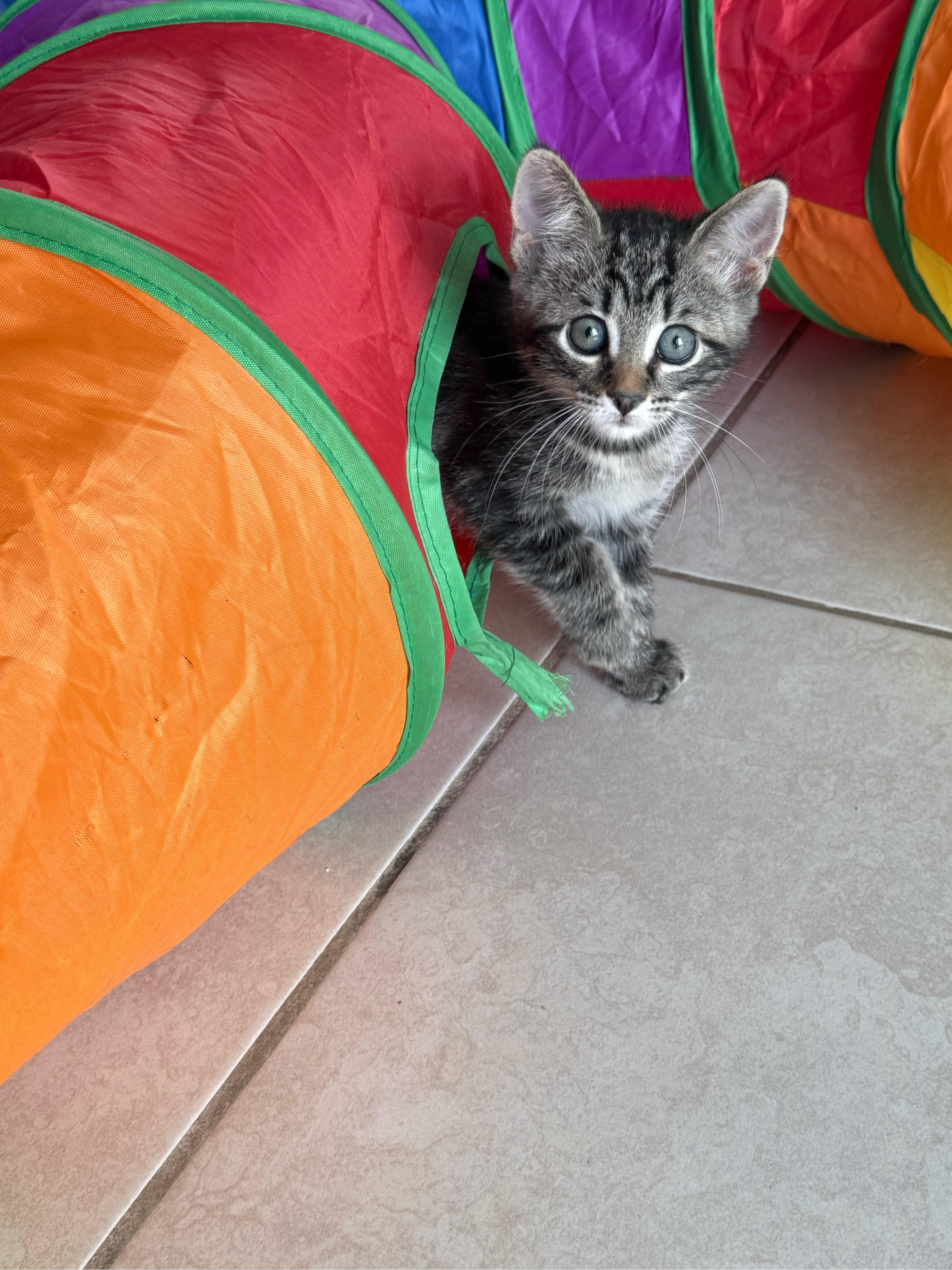 A baby medium-sized female Tabby (Brown / Chocolate) Domestic Short Hair cat named Amethyst for adoption in Lauderhill, FL