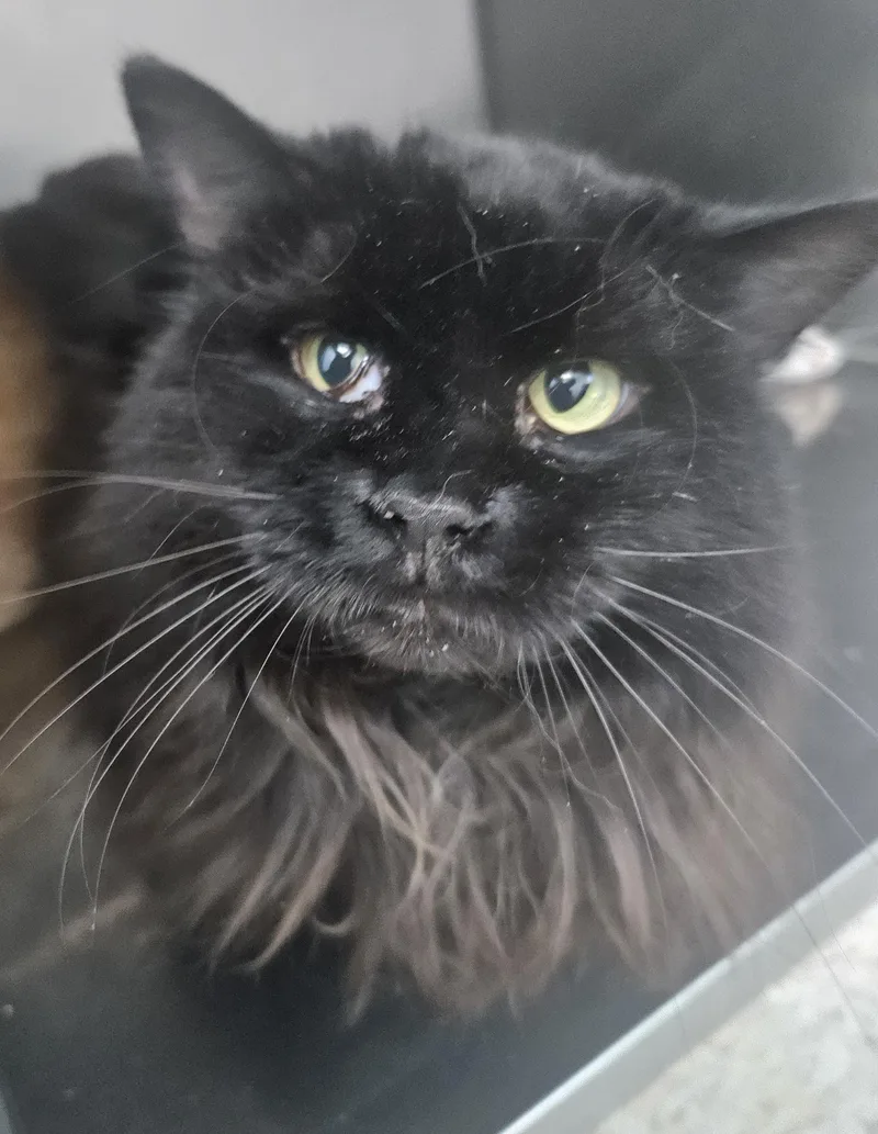 An adult large-sized female Black Domestic Long Hair cat named Ethel for adoption in Fall River, MA