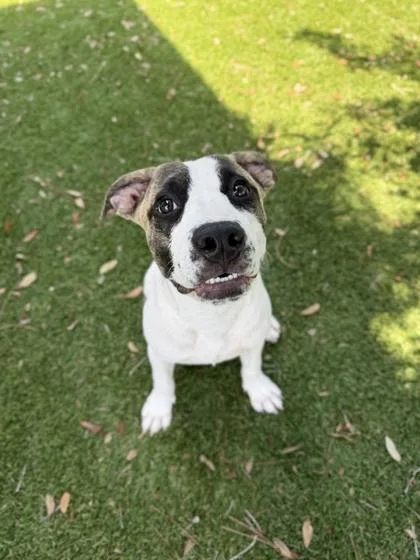 A young medium-sized male American Bulldog dog named Money for adoption in Daytona Beach, FL