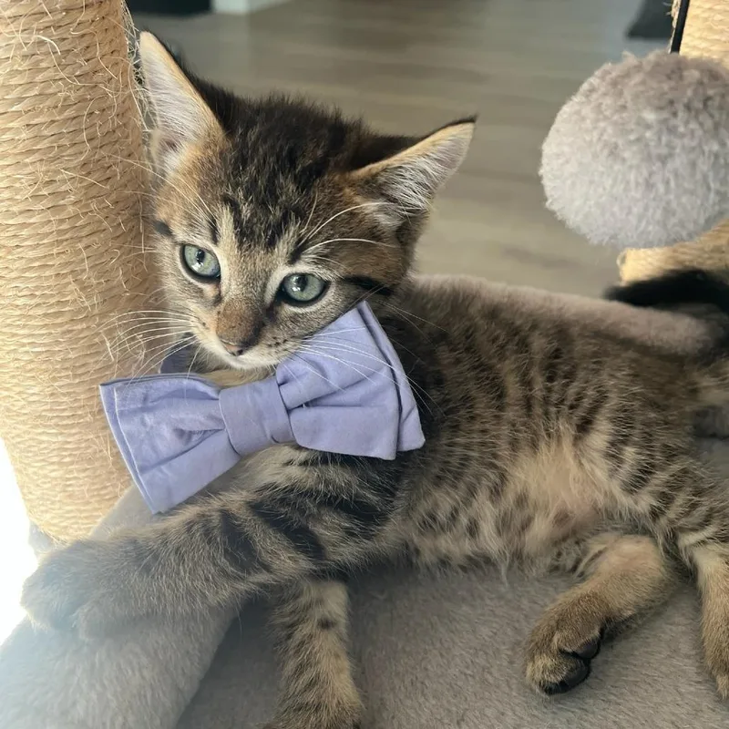 A baby small-sized male Brown / Chocolate Domestic Short Hair cat named Gale for adoption in Greenville, SC