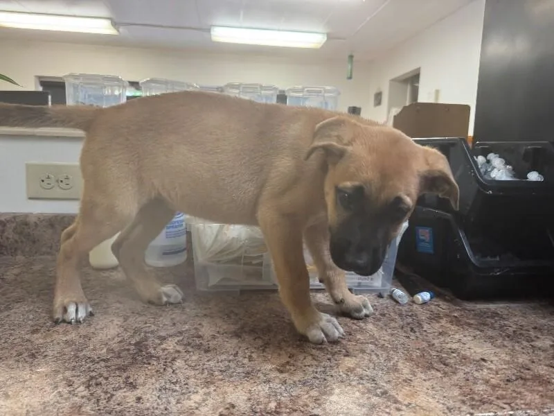 A young small-sized female Brown / Chocolate Mixed Breed dog named Rosey Posey for adoption in Cincinnati, OH