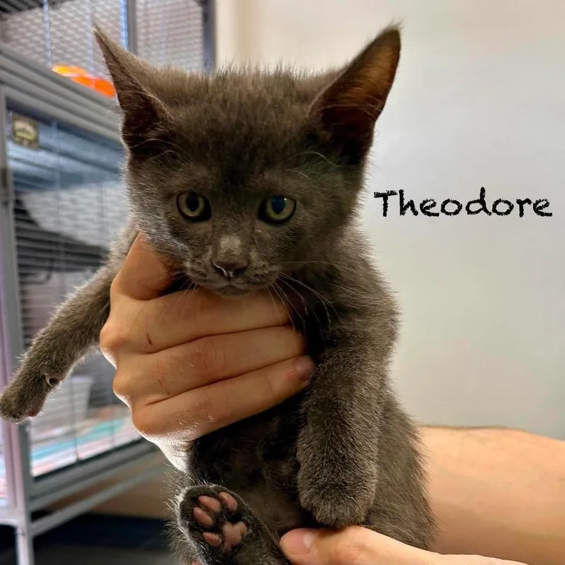 A baby small-sized male Gray / Blue / Silver Domestic Short Hair cat named Theodore for adoption in Hannibal, MO