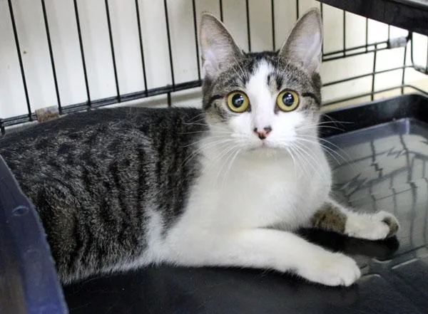 A young medium-sized female Domestic Short Hair cat named Hillary for adoption in Mansfield, MA