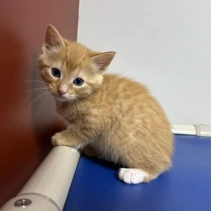 A baby small-sized male Domestic Short Hair cat named Ralph for adoption in Janesville, WI