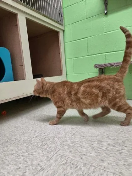 An adult medium-sized male Domestic Short Hair cat named Chester for adoption in Scottsbluff, NE