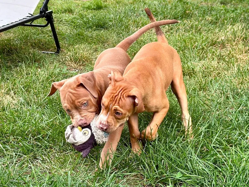 A baby medium-sized female Pit Bull Terrier dog named Gen for adoption in Saint Paul, MN