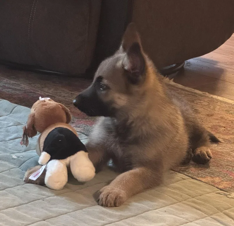 A baby medium-sized male German Shepherd Dog dog named Buddy for adoption in Centreville, VA