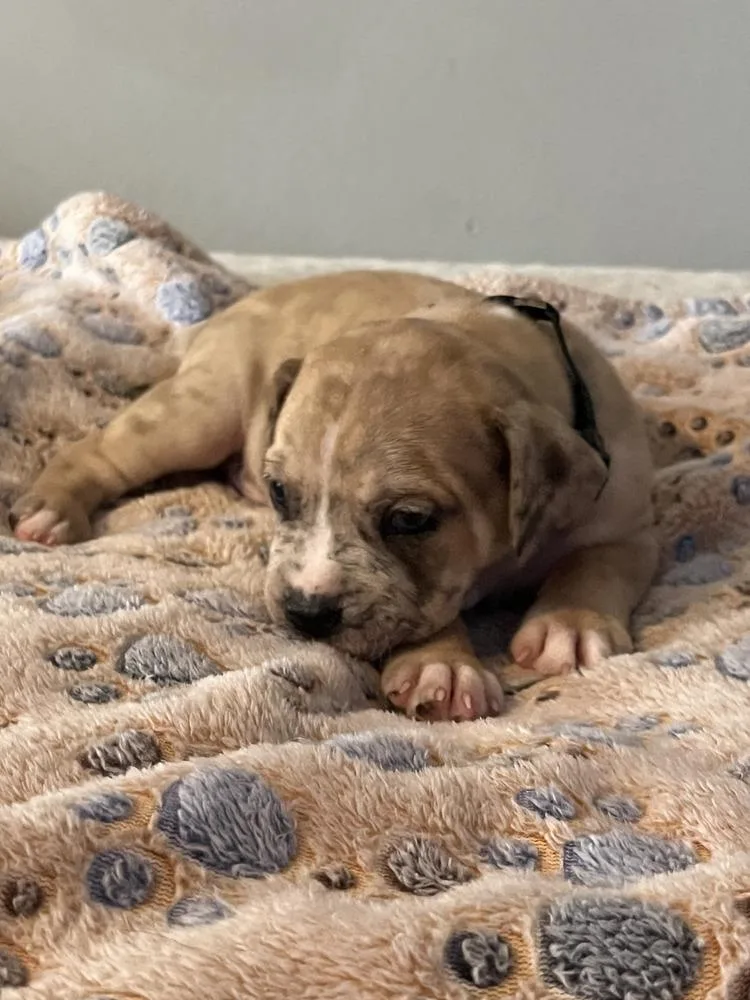 A baby small-sized male Tricolor (Brown, Black, & White) American Bulldog dog named Oreo  Lola Mae for adoption in Lakeland, FL