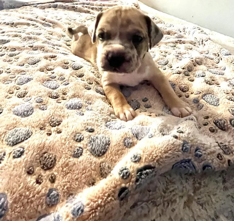 Oreo  Lola Mae thumbnail 2
