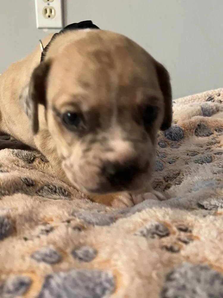 Oreo  Lola Mae thumbnail 3