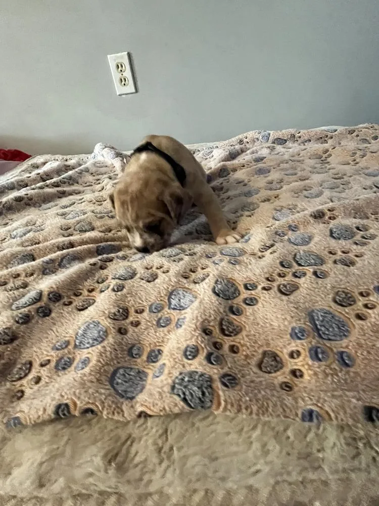 Oreo  Lola Mae thumbnail 4
