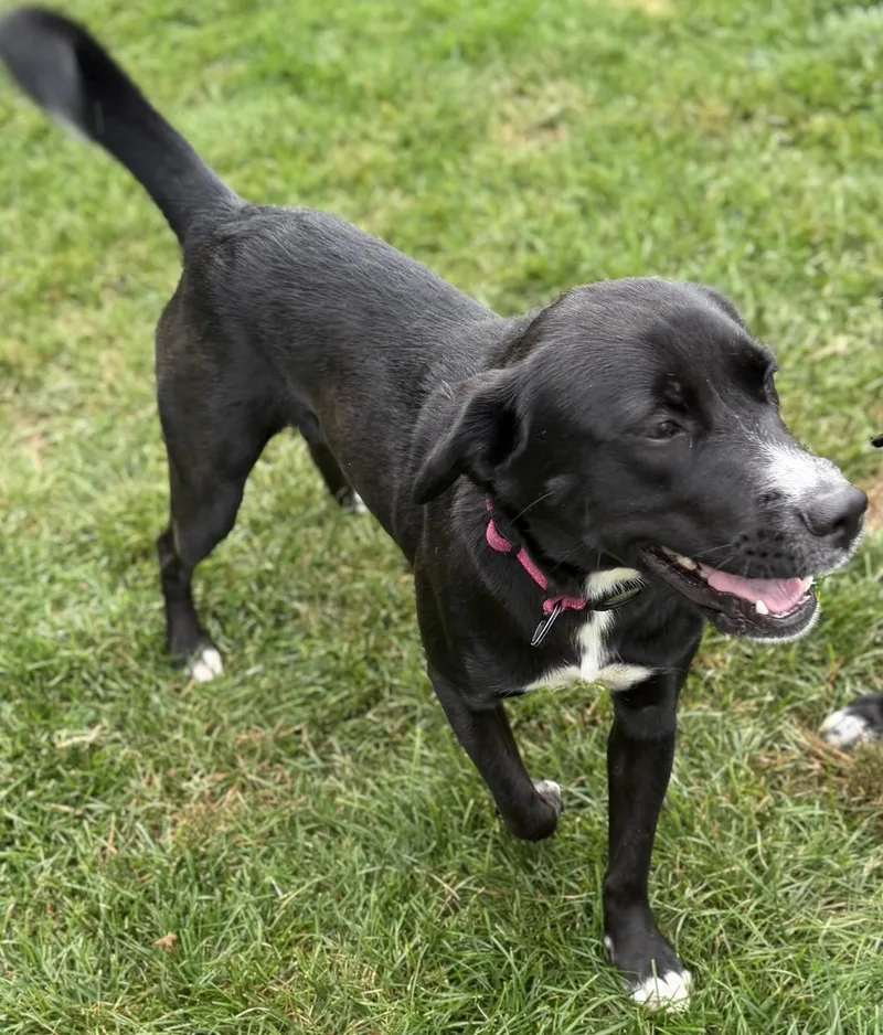 A young medium-sized female Labrador Retriever dog named Bluey for adoption in Richboro, PA