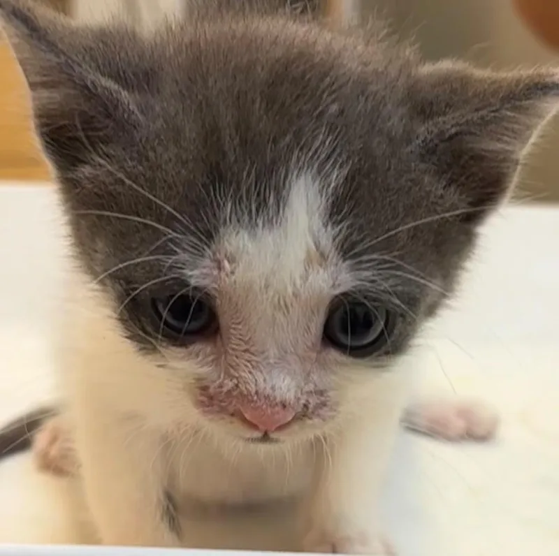 A baby small-sized male Domestic Short Hair cat named Bucky for adoption in Elizabethton, TN