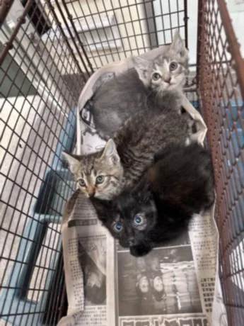 A baby small-sized female Domestic Short Hair cat named Satin for adoption in Los Angeles, CA