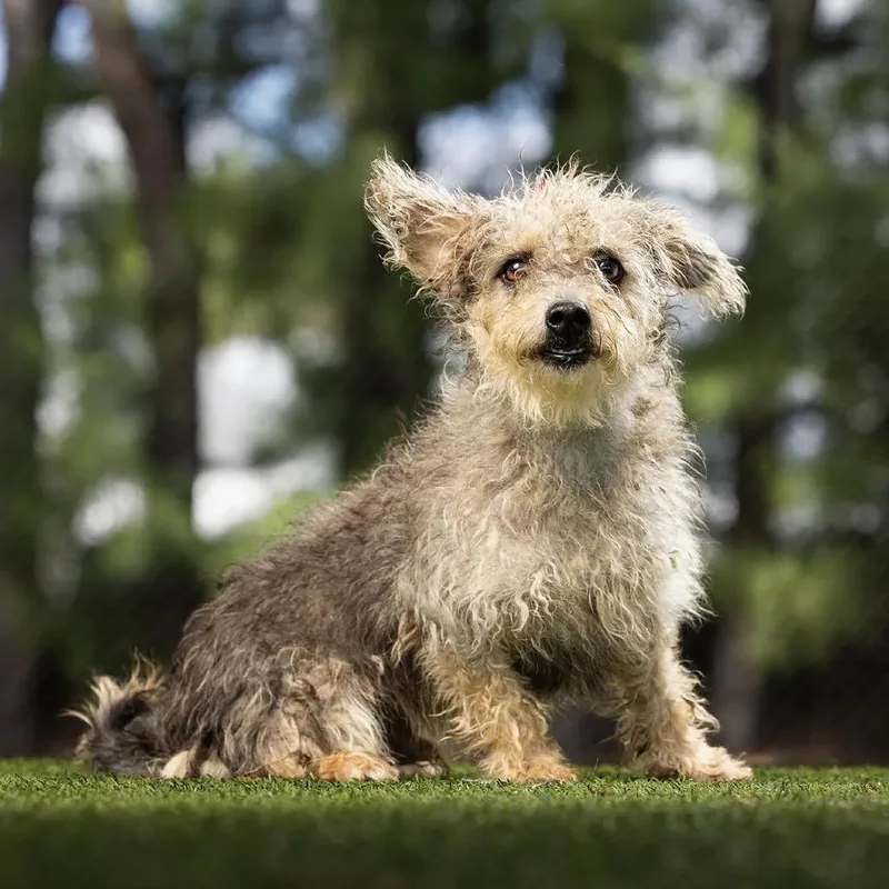 A young small-sized male Yellow / Tan / Blond / Fawn Mixed Breed dog named Cappuccino for adoption in Jupiter, FL