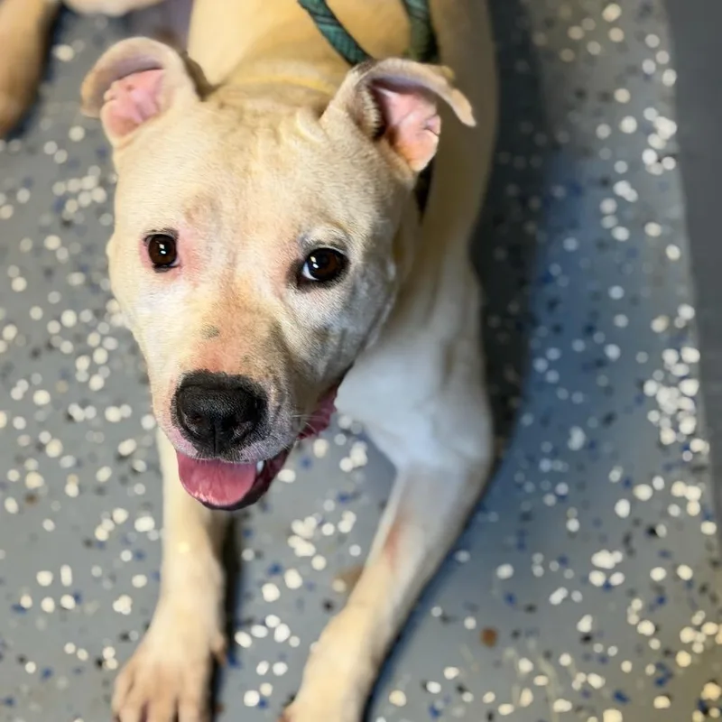 An adult medium-sized female White / Cream Pit Bull Terrier dog named Tuscstray for adoption in Tuscaloosa, AL