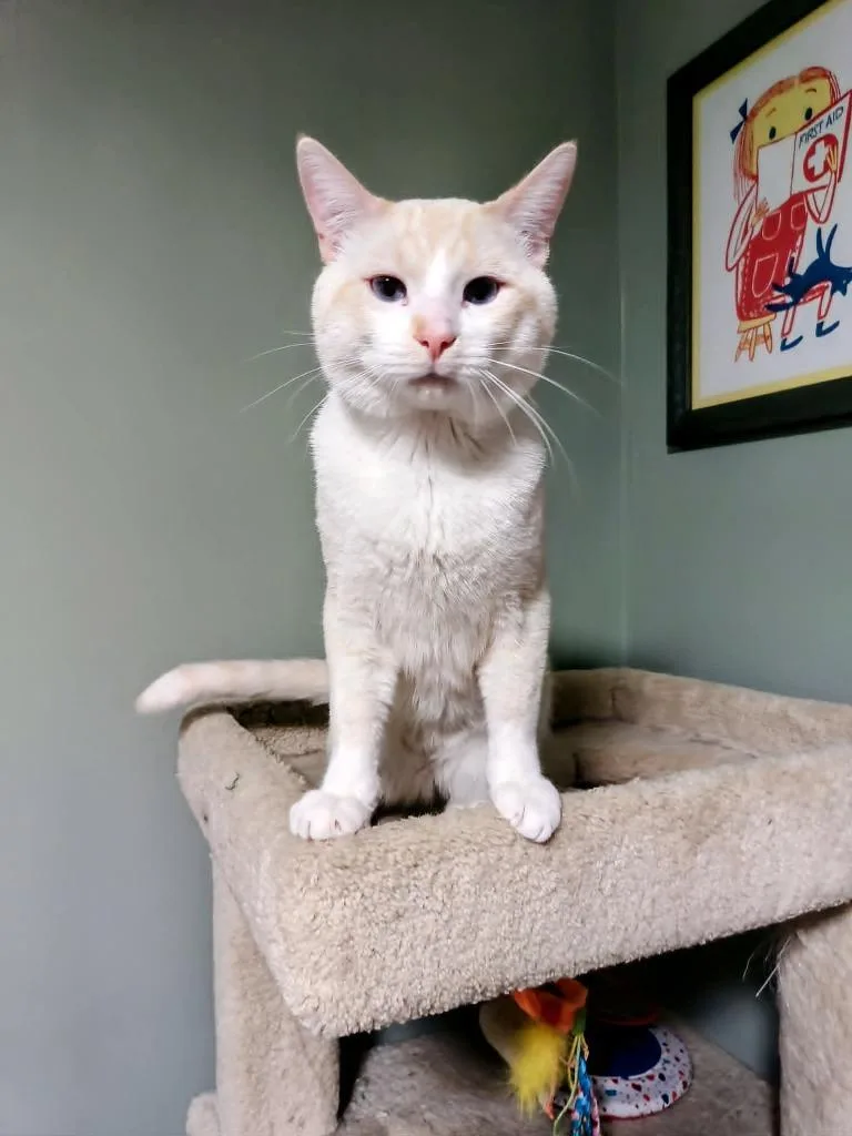 A baby medium-sized male Domestic Short Hair cat named Sauerkraut for adoption in Minneapolis, MN